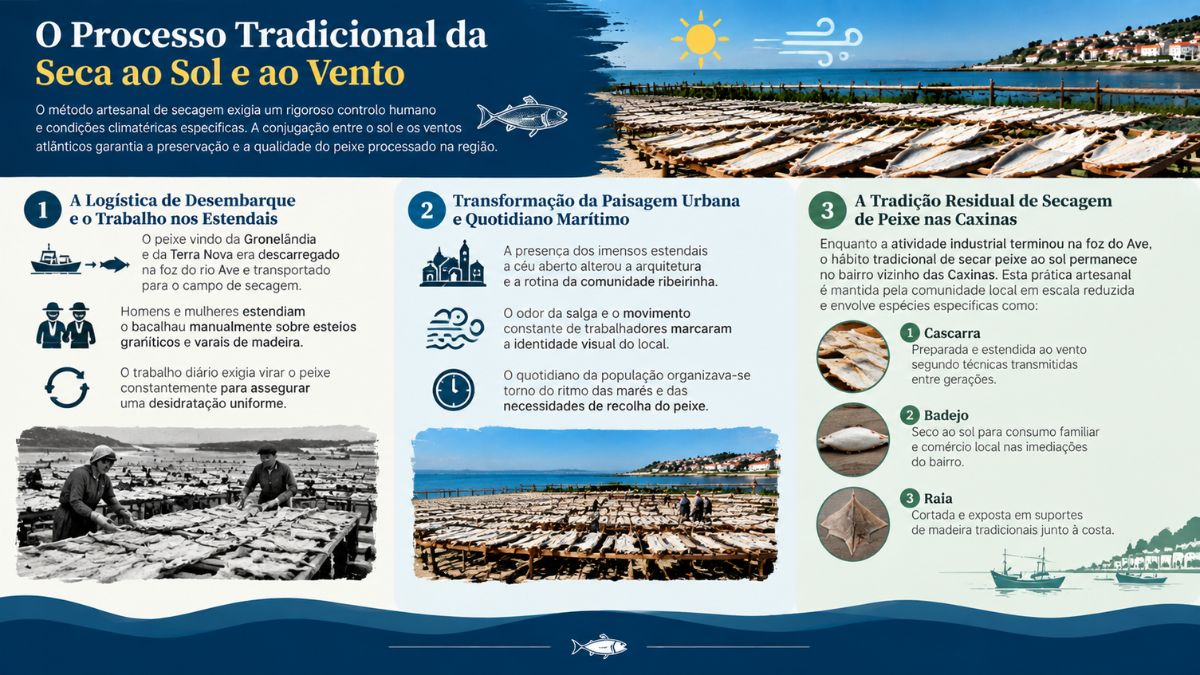 Infográfico explicativo sobre a secagem tradicional de bacalhau ao sol e ao vento em Vila do Conde e nas Caxinas.